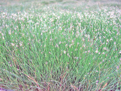 Nadelsimse - Eleocharis acicularis